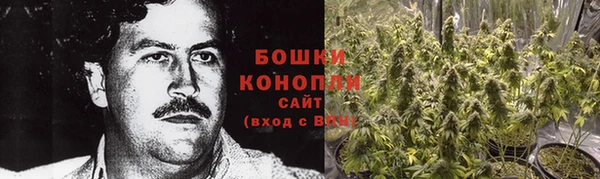 прущие грибы Няндома